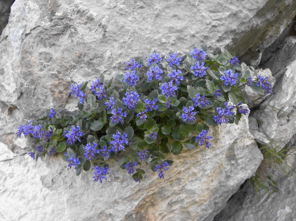 Paederota bonarota / Bonarota comune